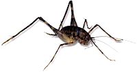Camel Cricket Camel Cricket