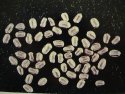 drywood termite fecal pellets
