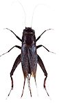 Field Cricket Field Cricket