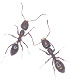 Argentine Ant Argentine Ant