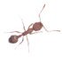 Pharoah Ant ant_pharoah.jpg