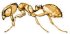 Thief Ant ant_thief.jpg