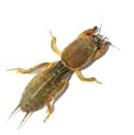 Mole Cricket Mole Cricket
