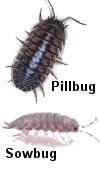 Pillbug vs Sowbug