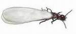 termite